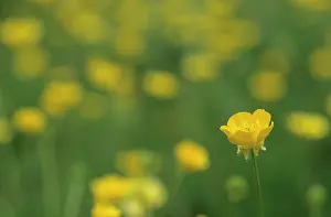 Acris: Meadow Buttercup
