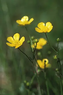 Buttercup: MEADOW BUTTERCUP
