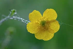 Acris: Meadow Buttercup - flower covered with morning dew