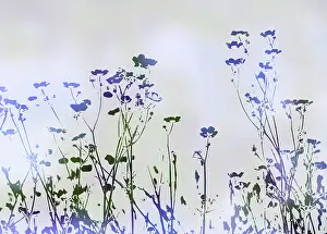 Enhanced: Meadow buttercup, Ranunculus acris, abstract silhouettes of
