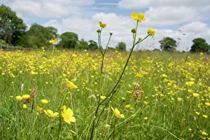 Acris: Meadow Buttercups