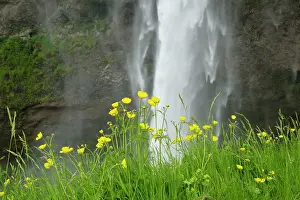 Buttercups: Meadow Buttercups - by Seljalandsfoss Waterfall
