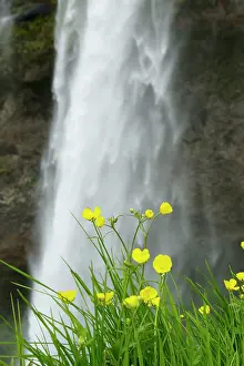 Buttercups: Meadow Buttercups - by Seljalandsfoss Waterfall