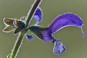 Clary: Meadow Clary / Sage - lateral view of a single