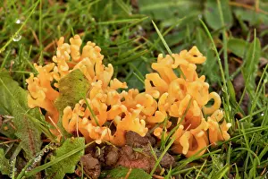 Corniculata: Meadow Coral - in old grazed grassland