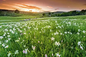 Amaryllidaceae: Meadow covered with Poets Narcissus (Narcissus
