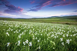Amaryllidaceae: Meadow covered with Poets Narcissus (Narcissus