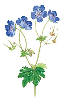 Geranium: Meadow Crane's Bill. The purple-blue flowers of