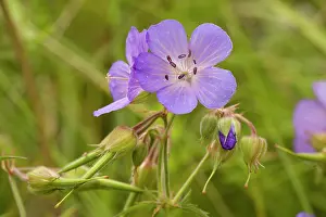 Cranesbills: Meadow cranesbill