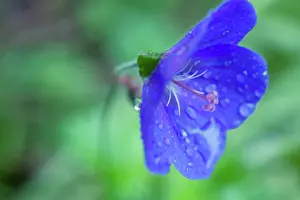 Pratense: Meadow Cranesbill