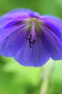 Pratense: Meadow Cranesbill