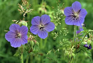 Pratense: Meadow Cranesbill