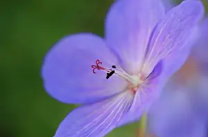 Pratense: Meadow cranesbill
