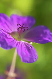 Pratense: Meadow cranesbill
