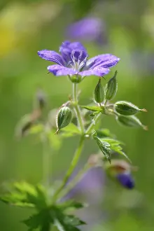 Geranium: Meadow Cranesbill