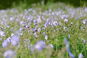 Geranium: Meadow cranesbill, Geranium pratense, wildflower meadow in N