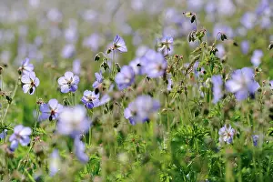 Geranium: Meadow cranesbill, Geranium pratense, mass of flowers and bu
