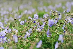 Geranium: Meadow cranesbill, Geranium pratense, mass of flowers and bu