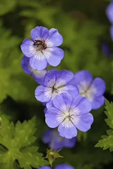 Geranium: Meadow cranesbill, Geranium pratense, Mauve coloured