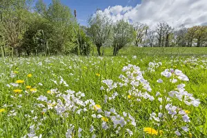 Cuckoo: Meadow with Cuckoo Flower (Cardamine pratensis)