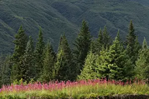 Fireweed: Meadow of fireweed flowers in the fall, Lake Clark National
