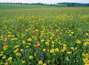 Cornflowers: Meadow Flowers - Corn Maigold, Cornflower, Poppies