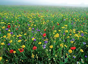 Cornflowers: Meadow Flowers - Cornfield weeds, Cornflowers