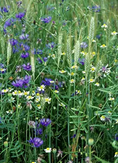Mayweed: Meadow Flowers - Cornflower & Mayweed in corn crop