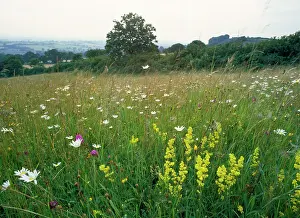 Dyers: Meadow Flowers - with Dyer's Greenweed & Ox-eye daises