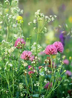 Clovers: MEADOW FLOWERS - hay meadow flowers, Red Clover