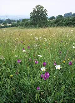 Orchids: MEADOW FLOWERS - Old hay meadow with pyramidal orchids