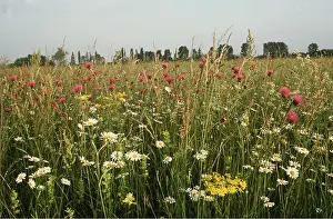 Daisy: MEADOW FLOWERS - Ox-eye DAISY / Marguerite, Knapweed