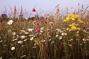 Daisy: MEADOW FLOWERS - Ox-eye DAISY / Marguerite, Knapweed