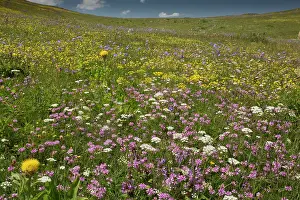 Sward: Meadow flowery grasslands at about 6500 feet (2000