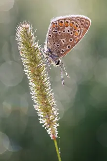Icarus: Meadow Foxtail