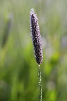 Pratensis: Meadow Foxtail