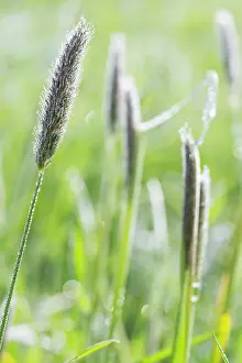 Pratensis: Meadow Foxtail