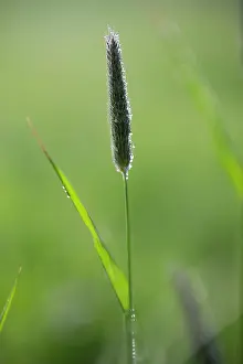 Pratensis: Meadow Foxtail