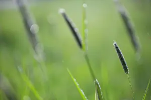 Pratensis: Meadow Foxtail