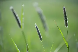 Pratensis: Meadow Foxtail