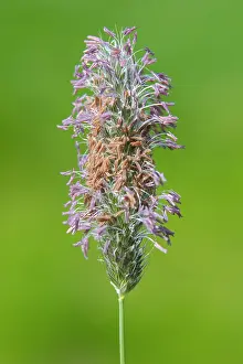 Pratensis: Meadow Foxtail