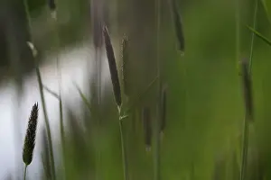 Pratensis: Meadow Foxtail