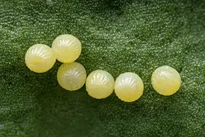 Fritillary: Meadow Fritillary (Melitaea parthenoides) eggs o
