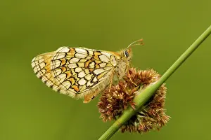 Settled: Meadow Fritillary - settled on rush flower