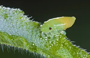 Foam: Meadow Froghopper