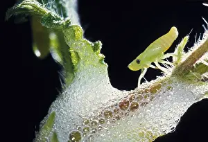 Foam: Meadow Froghopper