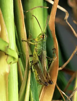 Parallelus: Meadow grasshoper