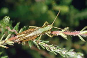 Grasshoppers: Meadow Grasshopper