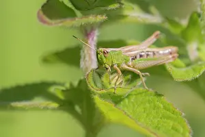Parallelus: Meadow Grasshopper