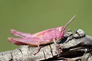 Mutation: Meadow Grasshopper
